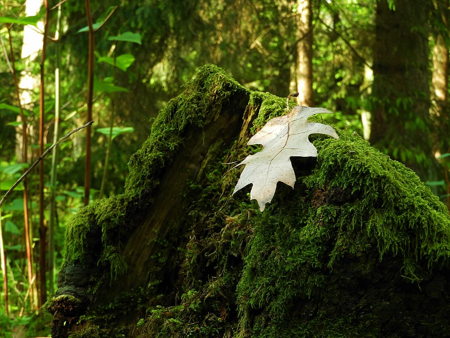 green leaf on rock, moss, forest, nature, forest floor, leaves HD wallpaper