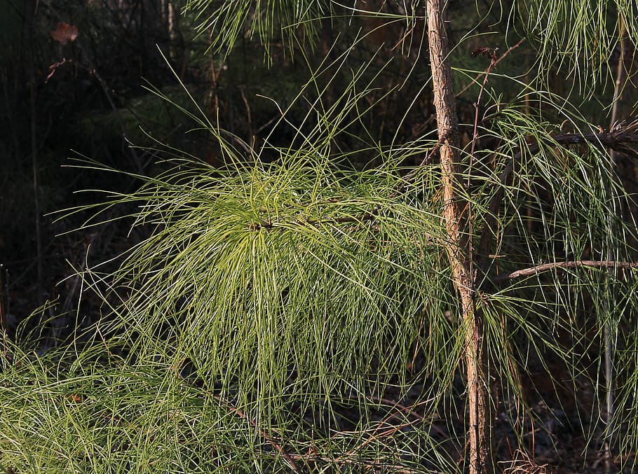 Loblolly, Old Field, Pine, Needles, Tree, old field pine, branch HD wallpaper