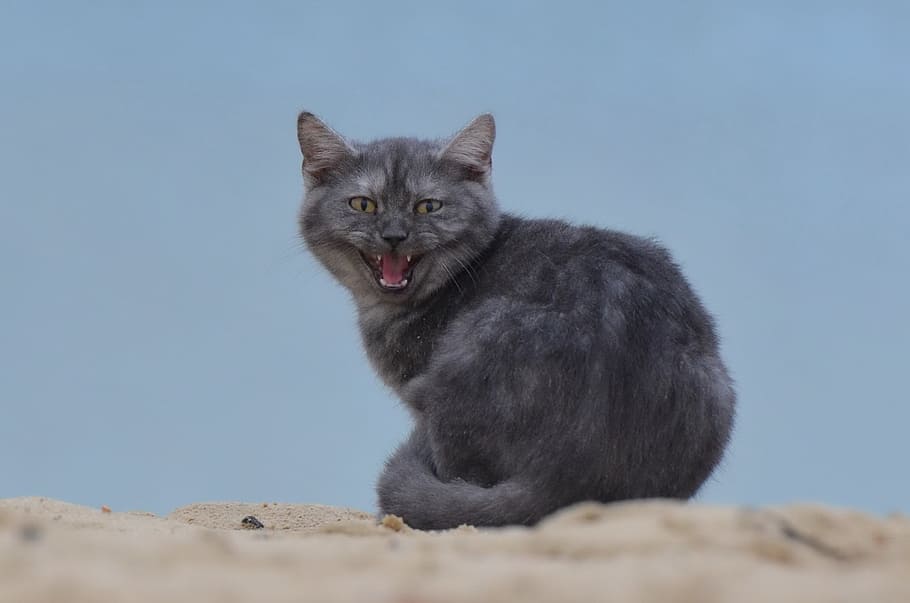 black cat on sand, beach, young cat, one animal, mammal, pets, HD wallpaper