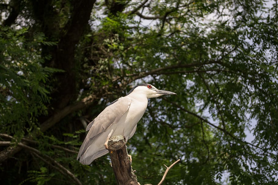 ave, passaro, nature, brasil, animal, tropical, bird, species HD wallpaper