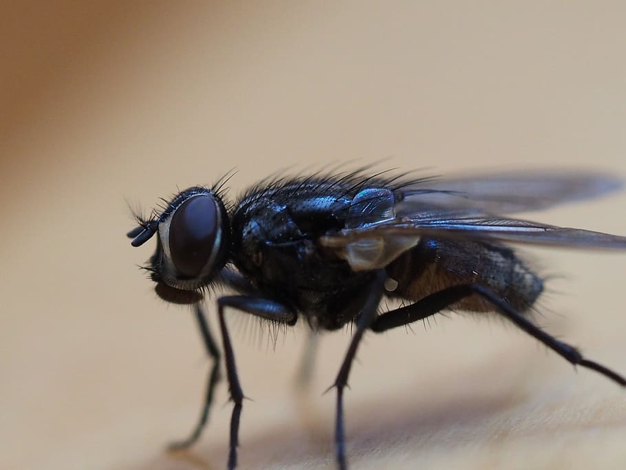 Fly, Insect, Macro, Detail, Nature, wings, macro photography HD wallpaper