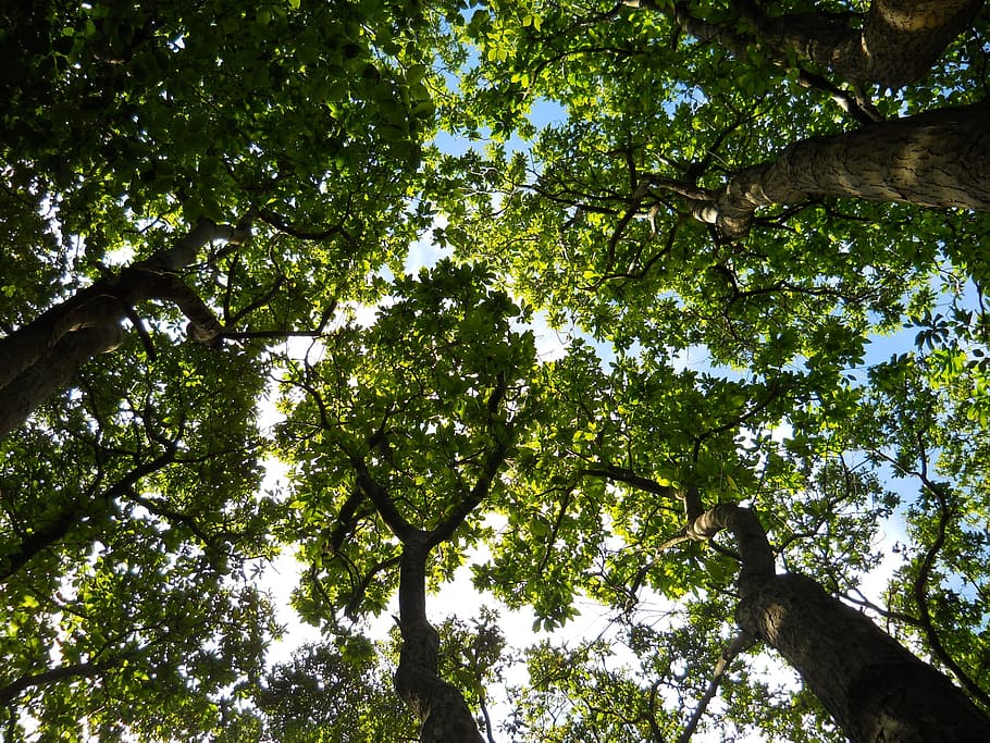 Forest, Crown, Trees, Wild, Nature, green, foliage, wood, day HD wallpaper
