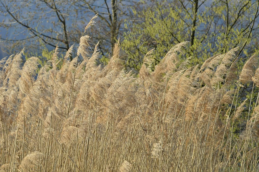 reed, nature, back light, lake, plant, land, growth, tranquility HD wallpaper