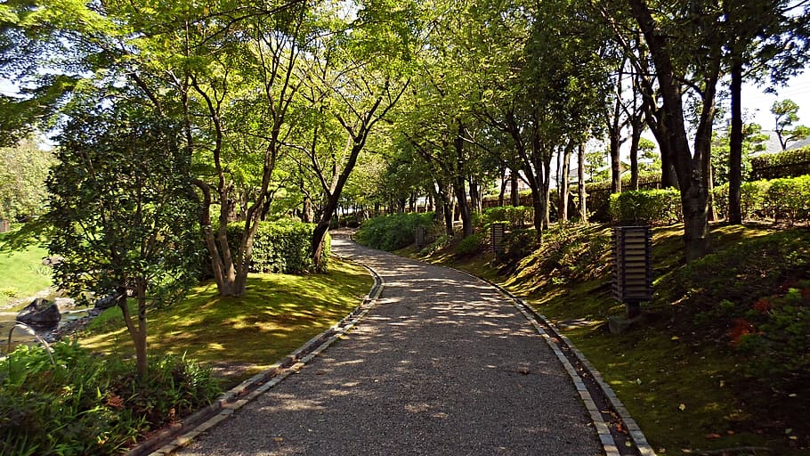 garden, plants, park, tree, direction, the way forward, growth HD wallpaper