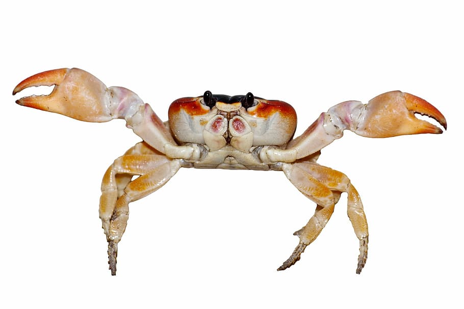 orange crab, animal, aquatic, clamp, claw, creature, food, isolated
