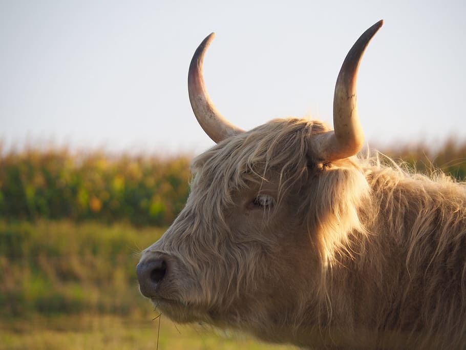 beef, calf, highlands, scottish hochlandrind, agriculture, cattle, HD wallpaper