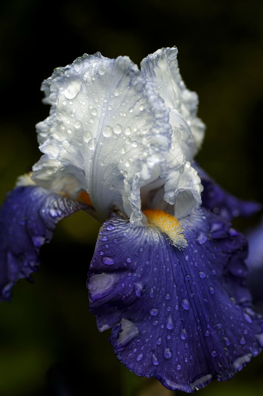 selective focus photography of white and purple Iris flower with dew HD wallpaper