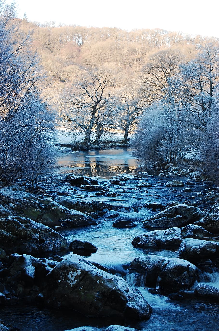 trees near body of water, landscape, snow, ice, blue, white HD wallpaper