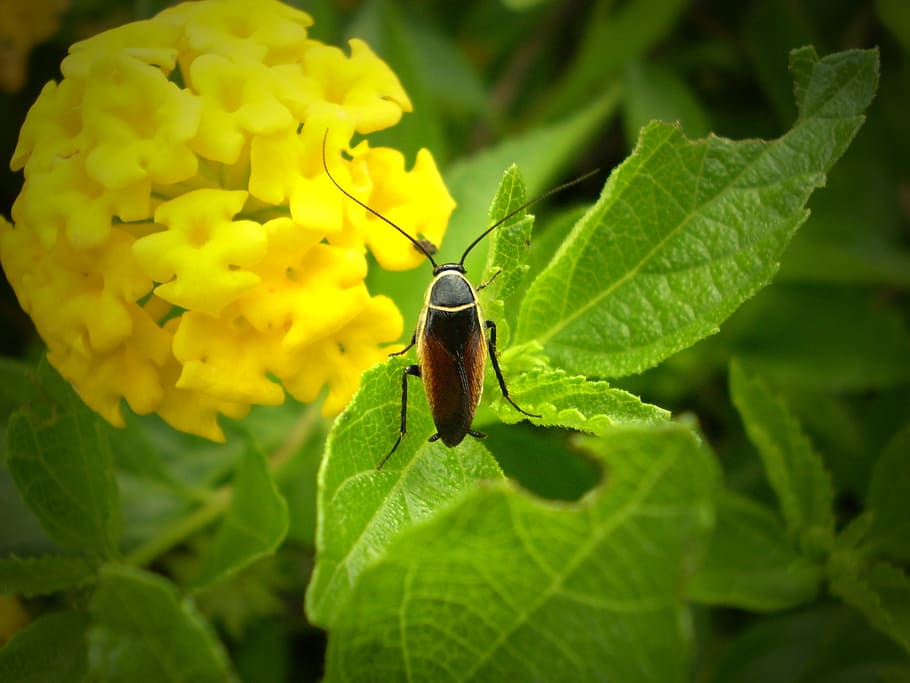 insect, bug, flower, pest, wildlife, small, garden, wing, cute HD wallpaper