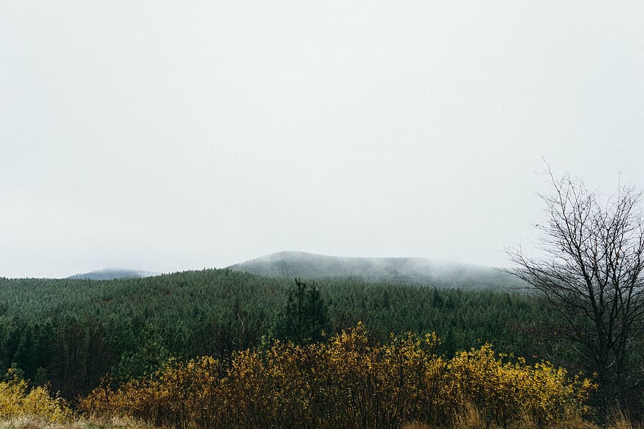 trees under cloudy sky, green, near, mountain, fog, forest HD wallpaper