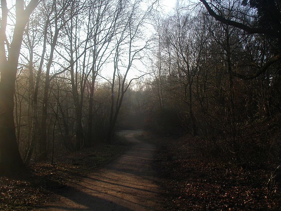 forest path, morning sun, haze, atmospheric, tree, tranquility HD wallpaper