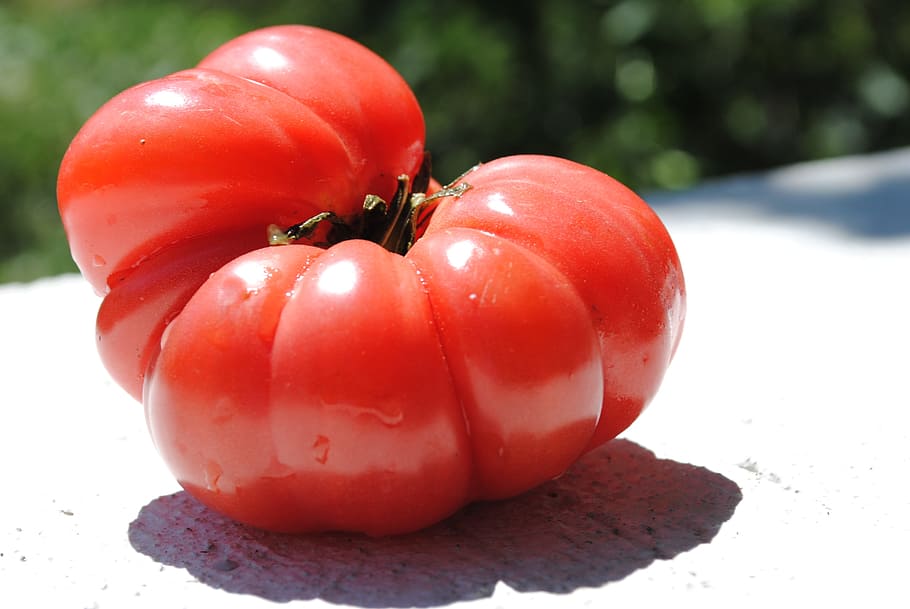 tomato, vegetable, greenhouse, food and drink, freshness, red HD wallpaper