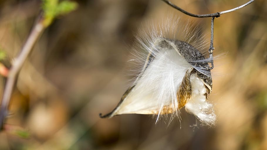 Jackpot, Foil, Spores, Spread, flew sense, electric wave, vine HD wallpaper
