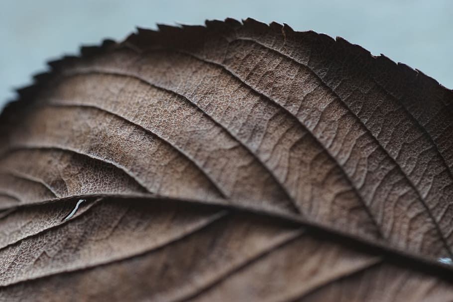 closeup photography of withered leaf, veins, nerves, macro HD wallpaper