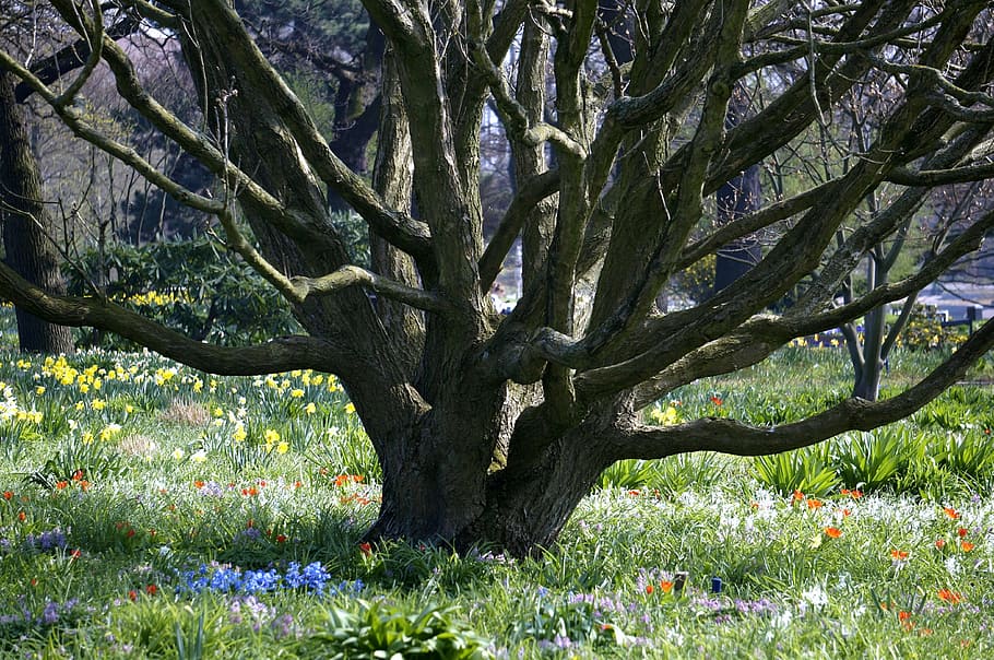 tree trunk on green grass, spring, old tree, park, hamburg HD wallpaper