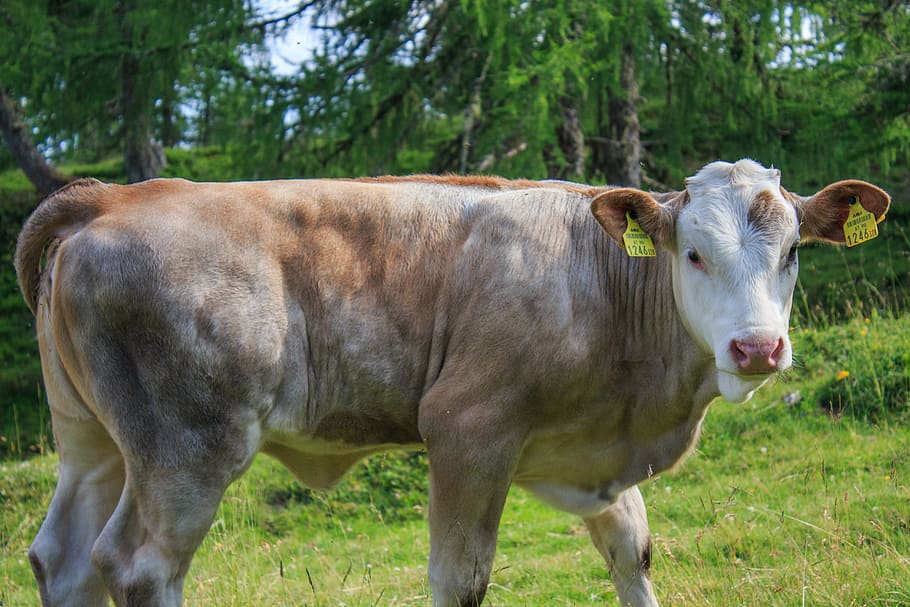 Cow, Beef, Cattle, Cows, Pasture, Animal, milk cow, agriculture HD wallpaper