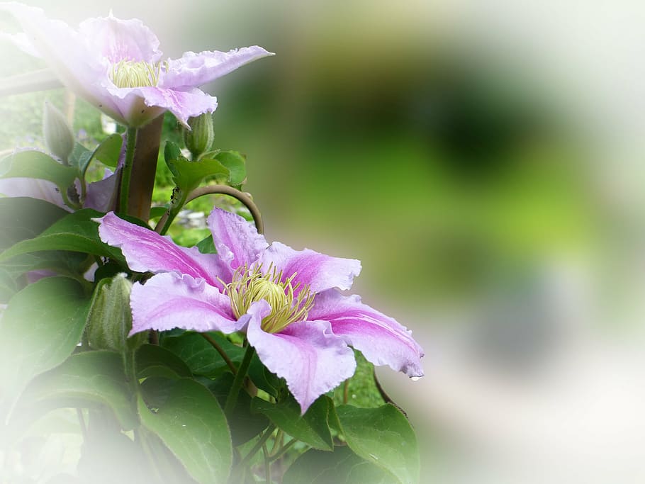 clematis, climber, garden, flowering plant, beauty in nature HD wallpaper