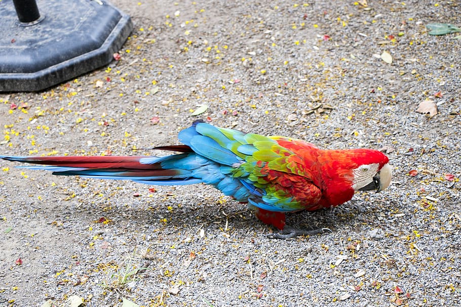 parrot, wildlife, bird, animal themes, vertebrate, animal wildlife HD wallpaper