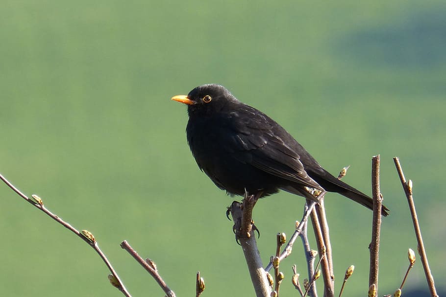 blackbird, animal themes, one animal, animal wildlife, vertebrate HD wallpaper