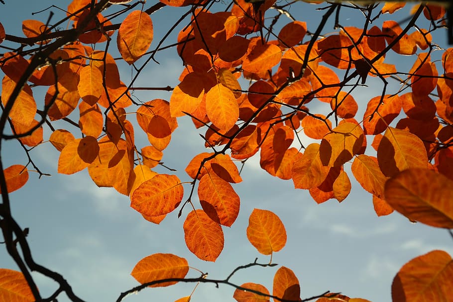 low angle photo of orange leaf tree under clear blue sky, amelanchier