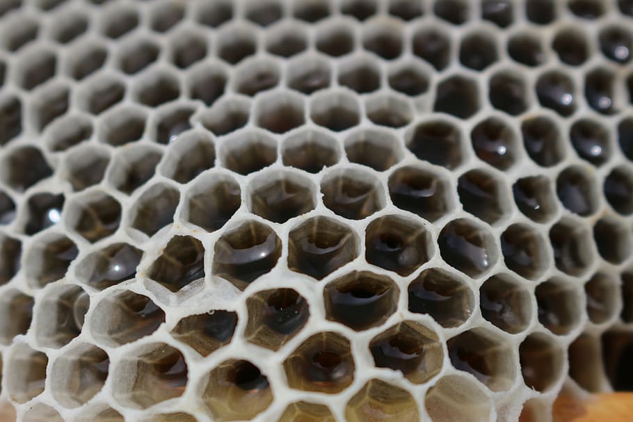 honey, reflection, sweetness, honeycomb, beehive, close-up