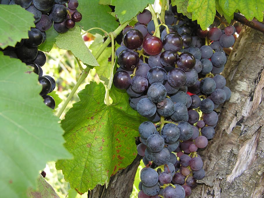 grapes, fruit, acini, autumn, leaf, food and drink, plant part HD wallpaper