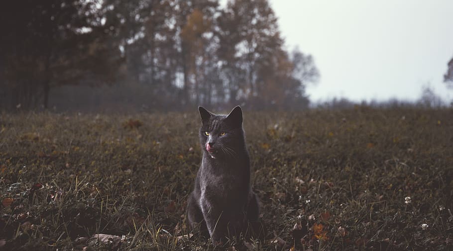 selective focus photo of gray cat sitting on green grass, black cat on green grass HD wallpaper