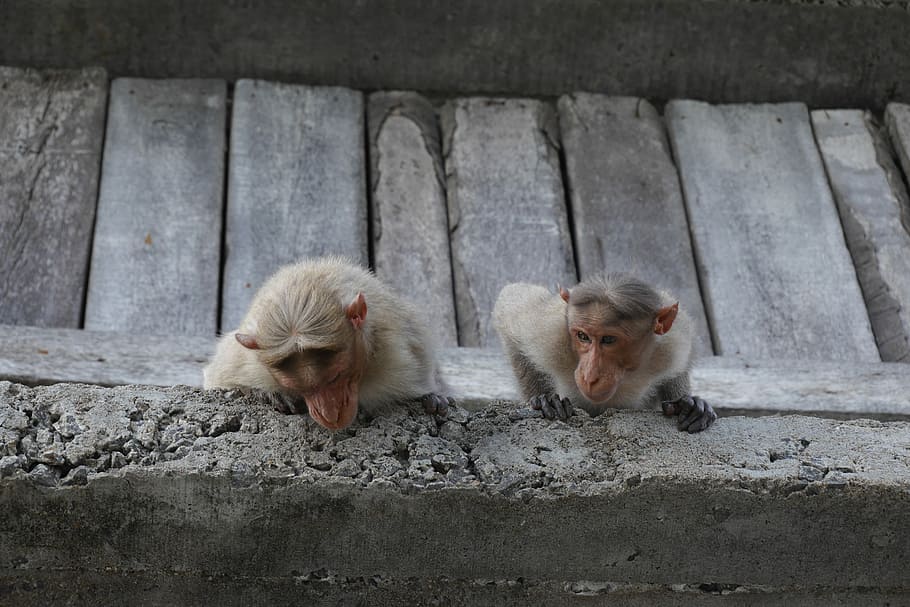 two white monkeys climbing on gray wall, two monkeys on concrete edge HD wallpaper