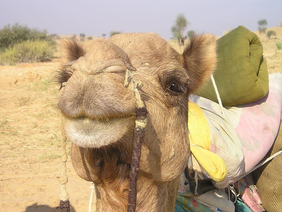 india, camel, desert, sand, transport, desert ship, mammal HD wallpaper