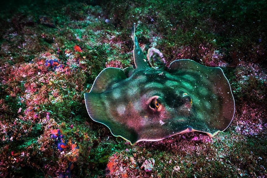 black manta ray underwater photography, closeup photography of gray stingray