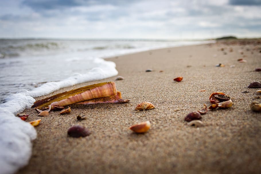brown and white seashells on seashore, beach, sand, holiday HD wallpaper
