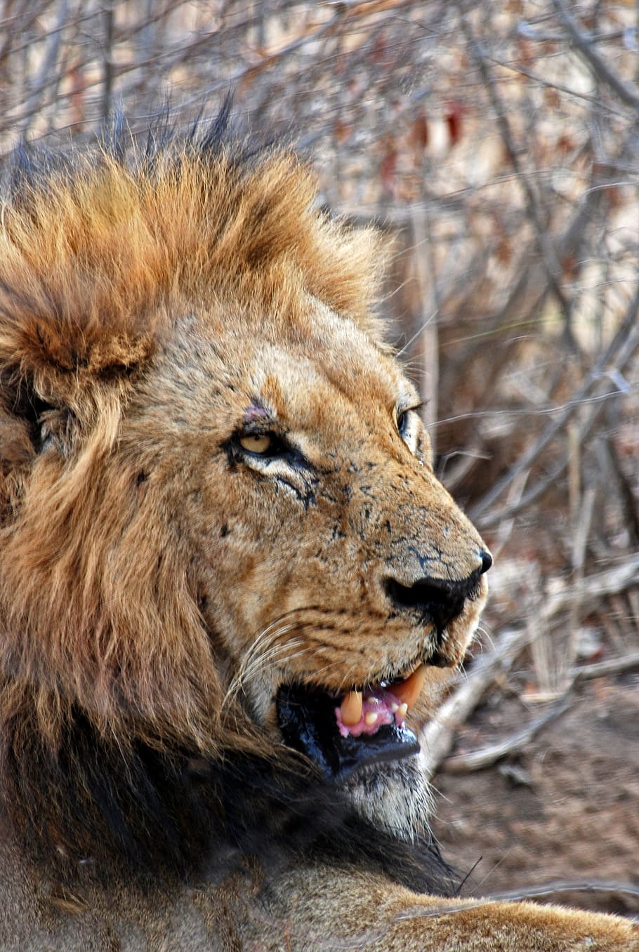 Lion Lying on Ground, africa, animal, barbaric, big cat, blur, HD wallpaper