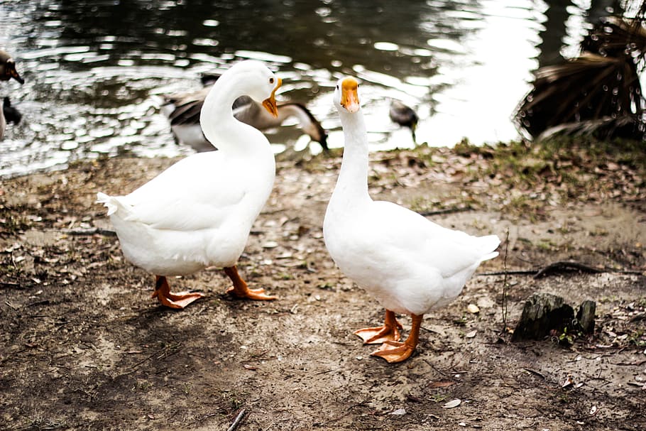 two white ducks on brown soil, two white geese near body of water during daytime HD wallpaper