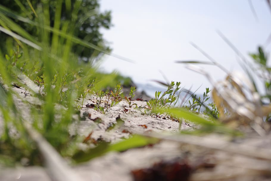 nature, beach, archipelago, plant, selective focus, growth HD wallpaper