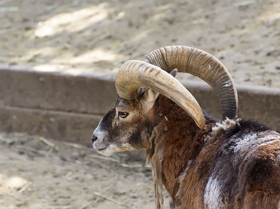 Mammals, Mouflon, Zoo, one animal, animal themes, no people, HD wallpaper