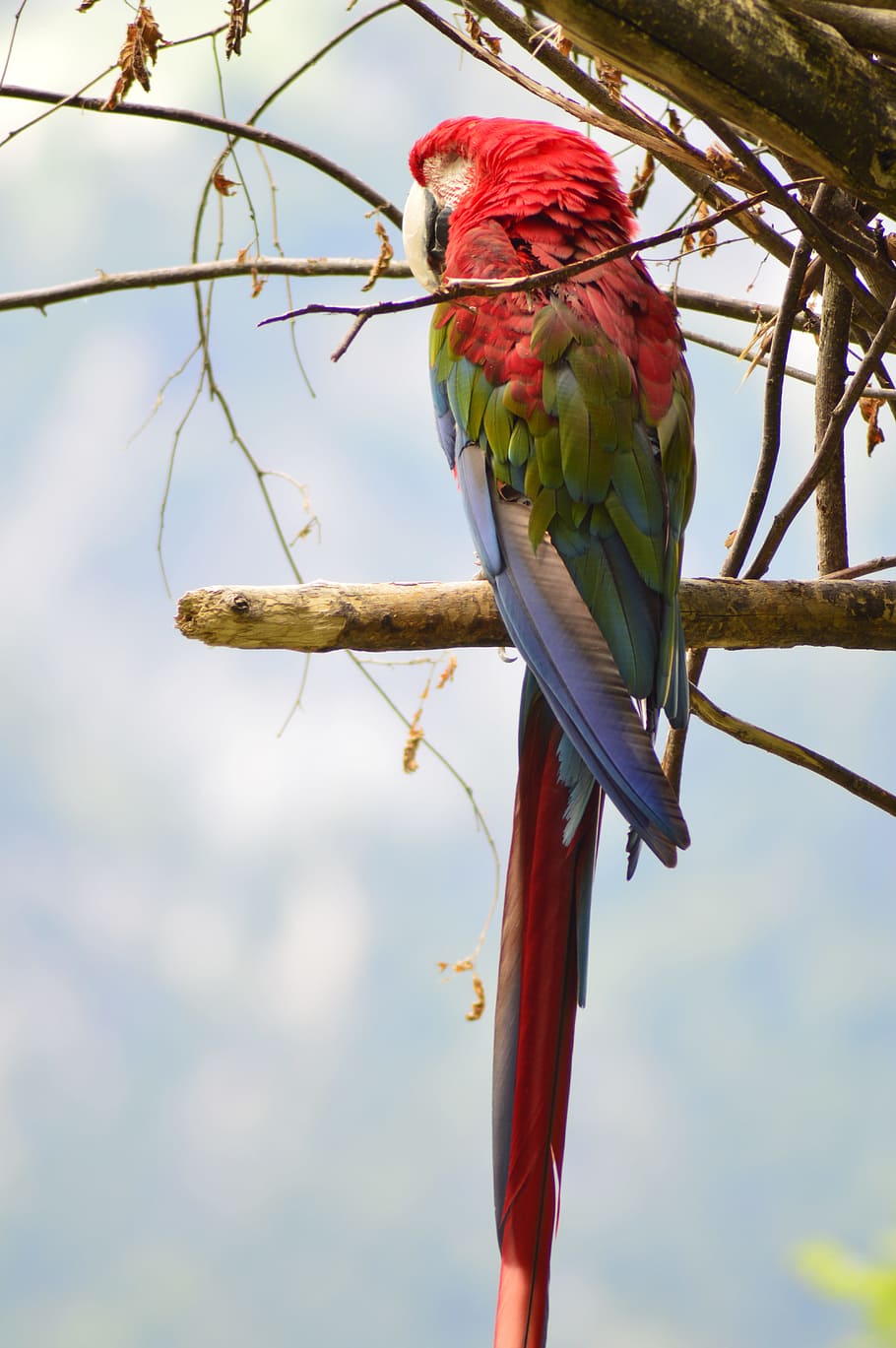 parrot, birds, ara, vertebrate, perching, animal themes, animals in the wild HD wallpaper