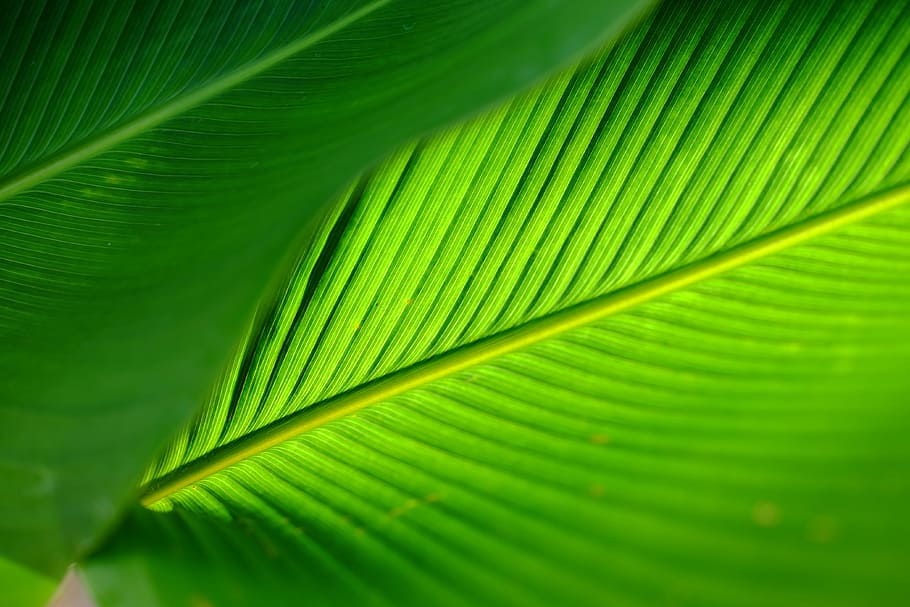green leafed palm, close up photo of green leaf, bright green HD wallpaper