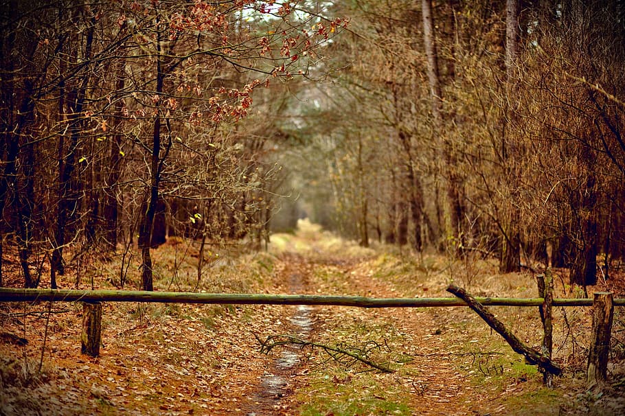 landscape photo of forest trees, human, tracks, fall, autumn HD wallpaper
