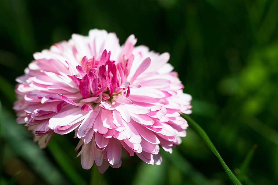 daisy, spring, pink flower, the petals, meadow, daisies, the delicacy HD wallpaper