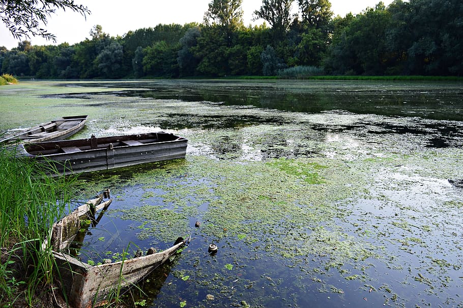 river, water, danube, the danube, backwater, boat, nature, plant HD wallpaper