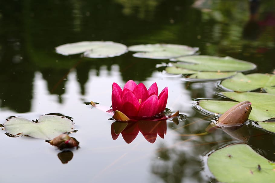 Water Lily, Lily, Flower, Blossom, Bloom, nuphar lutea, garden pond, HD wallpaper