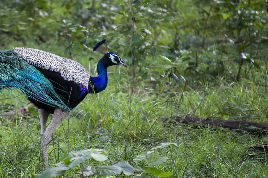 Peacock, Bird, Peafowl, Male, Plumage, jungle, forest, pheasant, HD wallpaper