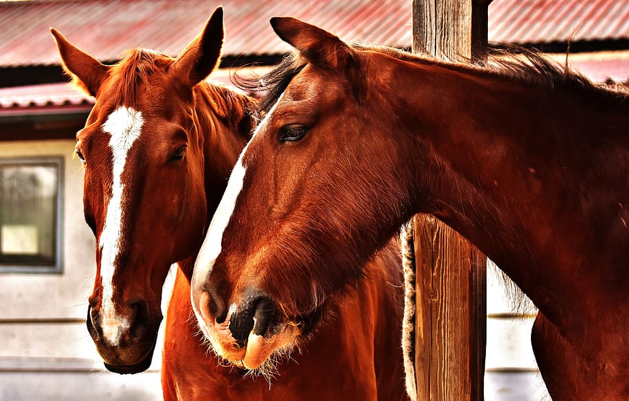 two brown horses, friendship, horse stable, shire horse, animals, HD wallpaper