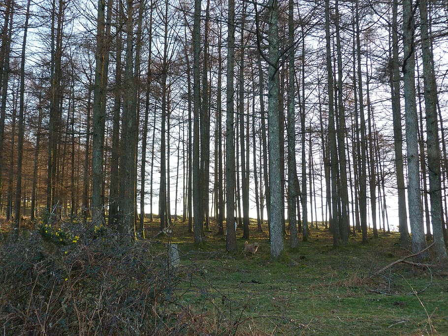 trees, jaizkibel, shadow, forest, walk, landscape, green, trunk HD wallpaper
