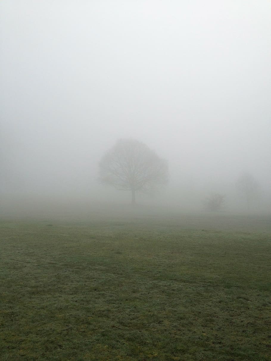 tree, mist, park, countryside, field, fog, grass, green, landscape HD wallpaper