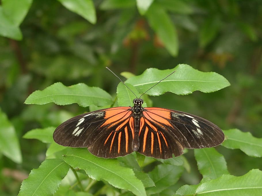 butterfly, insect, nature, invertebrate, animal themes, animal wildlife HD wallpaper