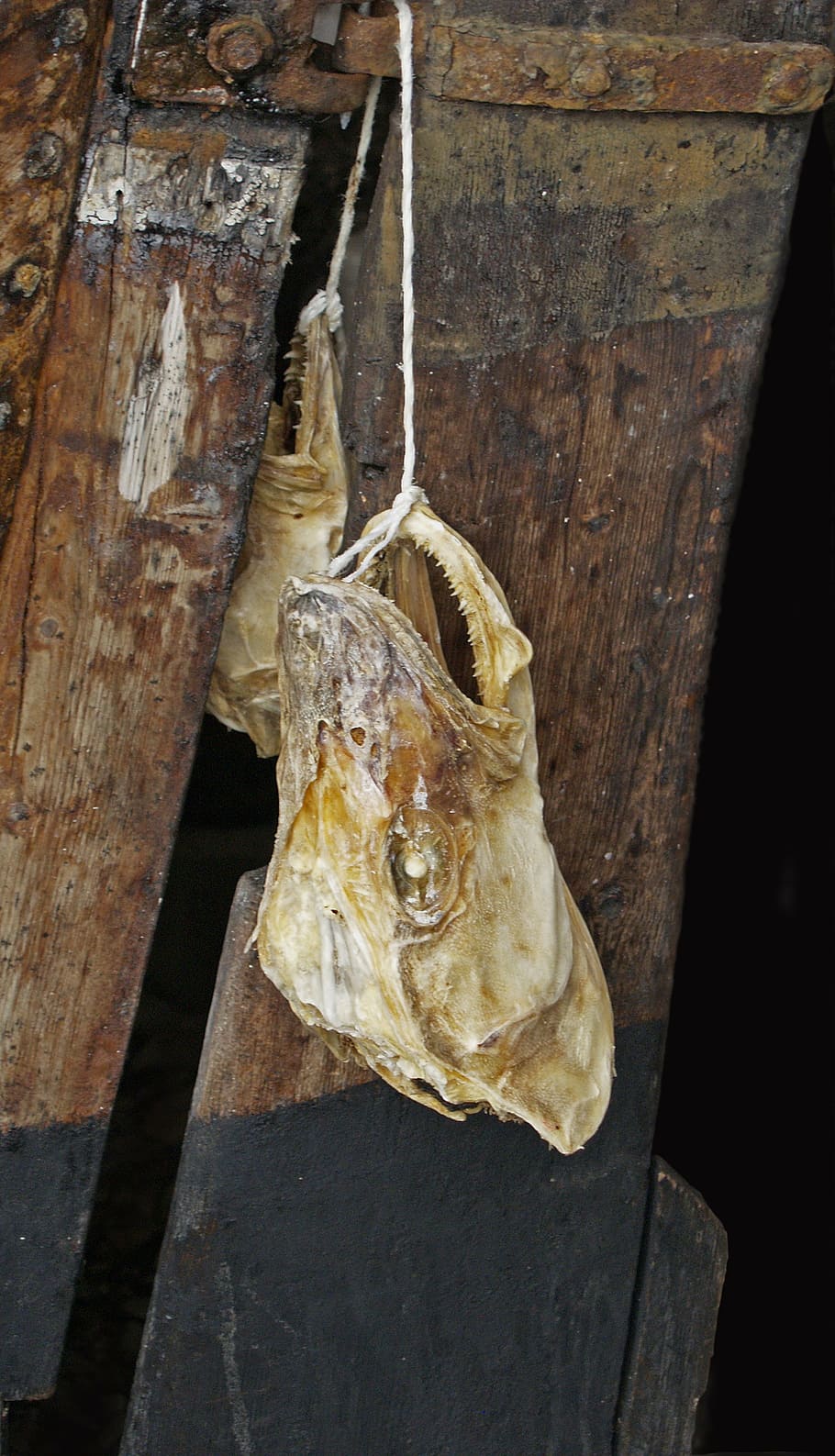 head, fish, bone, skull, carcass, hanging, macro, no people HD wallpaper