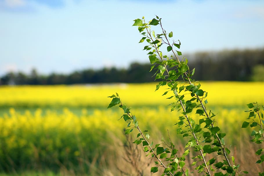 shallow focus photo of plant in meadow, spring, field, blooming rapeseed HD wallpaper