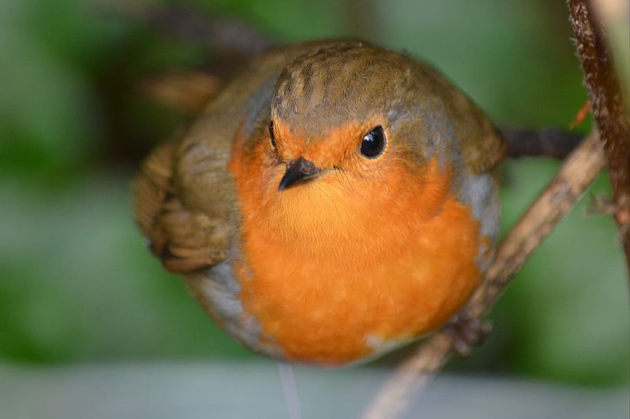 selective focus photography of orange and brown bird, robin HD wallpaper