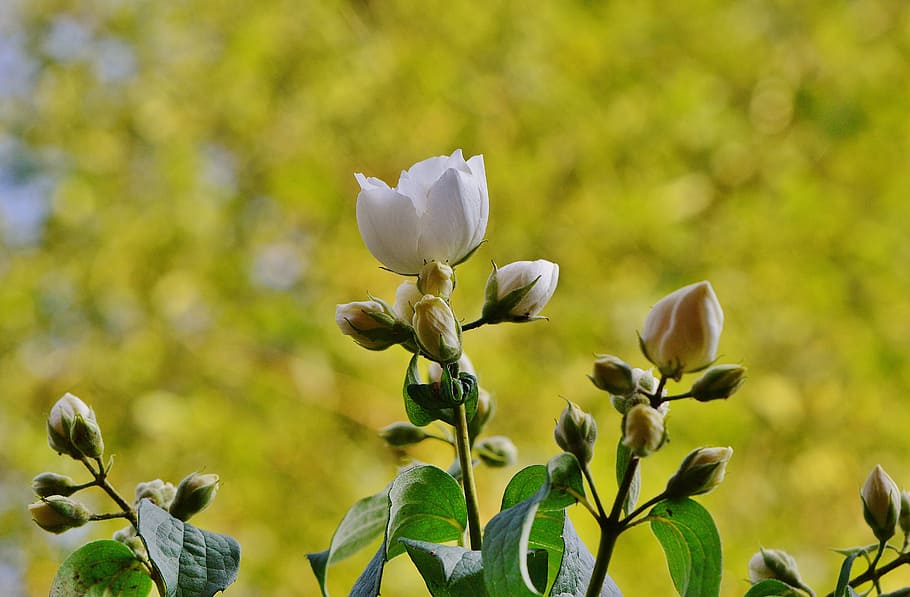 flower, white, jasmin, spring, blossom, bloom, nature, white flower, HD wallpaper